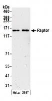 Detection of human Raptor by western blo