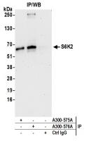 Detection of human S6K2 by western blot