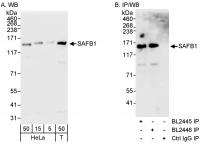 Detection of human SAFB1 by western blot