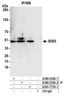 Detection of human SDS3 by western blot