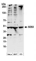 Detection of human and mouse SDS3 by wes