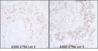 Detection of mouse SMAR1 by immunohistoc