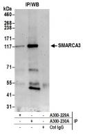 Detection of human SMARCA3 by western bl
