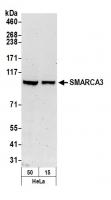 Detection of human SMARCA3 by western bl