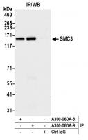 Detection of human SMC3 by western blot