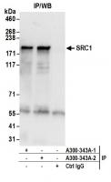 Detection of human SRC1 by western blot