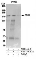 Detection of human SRC1 by western blot