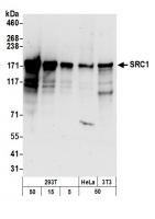 Detection of human and mouse SRC1 by wes