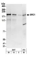 Detection of human and mouse SRC1 by wes