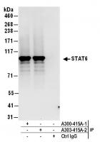 Detection of human STAT6 by western blot