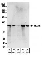 Detection of human and mouse STAT6 by we