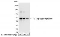 Detection of S-Tag-tagged Protein by wes