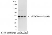 Detection of S-Tag-tagged Protein by wes