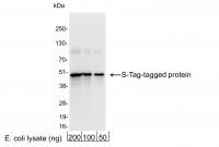 Detection of S-Tag-tagged Protein by wes