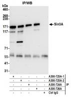 Detection of human Sin3A by western blot
