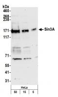 Detection of human Sin3A by western blot