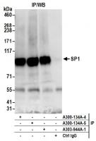 Detection of human SP1 by western blot o