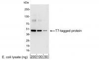 Detection of T7-tagged Protein by wester