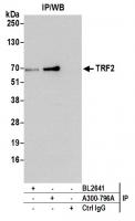 Detection of human TRF2 by western blot