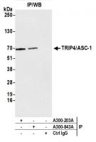 Detection of human TRIP4/ASC-1 by wester