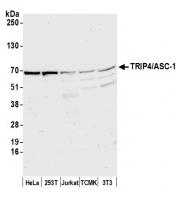 Detection of human and mouse TRIP4/ASC-1