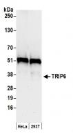 Detection of human TRIP6 by western blot