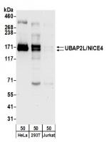 Detection of human UBAP2L/NICE4 by weste