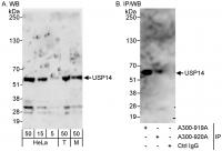 Detection of human and mouse USP14 by we