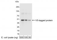 Detection of V5-tagged Protein by wester