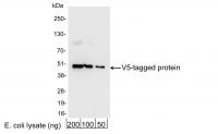 Detection of V5-tagged Protein by wester