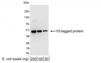 Detection of V5-tagged Protein by wester