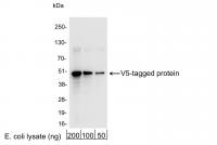 Detection of V5-tagged Protein by wester