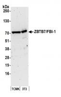 Detection of mouse ZBTB7/FBI-1 by wester