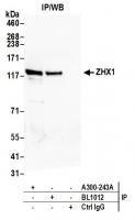 Detection of human ZHX1 by western blot