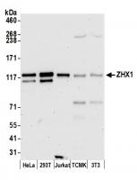 Detection of human and mouse ZHX1 by wes