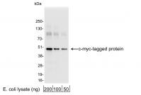 Detection of c-myc-tagged Protein by wes