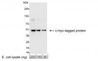Detection of c-myc-tagged Protein by wes