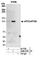 Detection of human eIF3C/eIF3S8 by weste