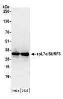 Detection of human rpL7a/SURF3 by wester