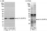 Detection of human rpL7a (SURF3) by west
