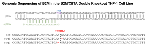 B2M/CIITA Double Knockout THP-1 Cell Lin