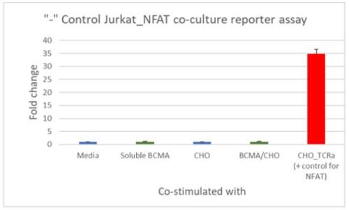 Anti-BCMA CAR Jurkat/NFAT (Luciferase) R