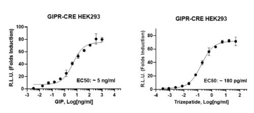GIPR/CRE Luciferase Reporter HEK293 Cell
