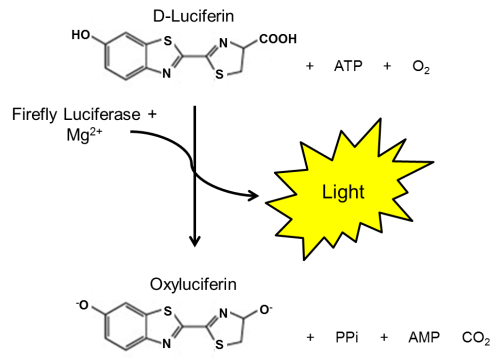 ONE-Step™ Luciferase Assay System - 500 