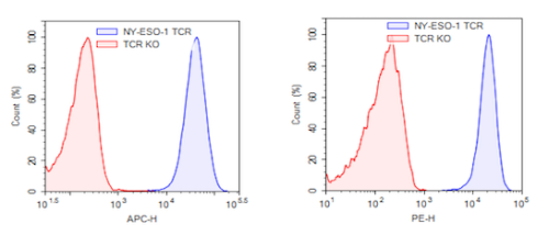 NY-ESO-1 TCR (1G4) CD8+ NFAT-Luciferase 
