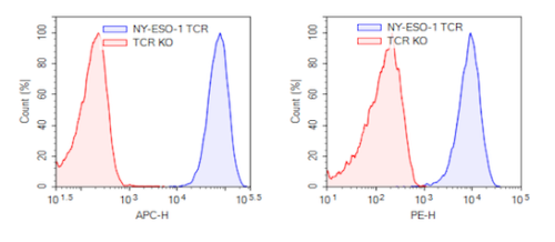 NY-ESO-1 TCR (c259) CD8+ NFAT-Luciferase