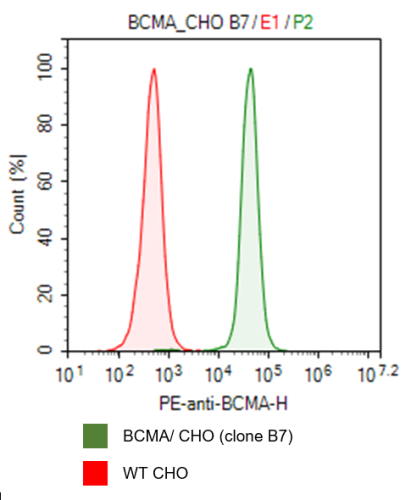 BCMA CHO Recombinant Cell Line (High Exp
