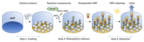 TNKS2 (PARP5B) Colorimetric Assay Kit