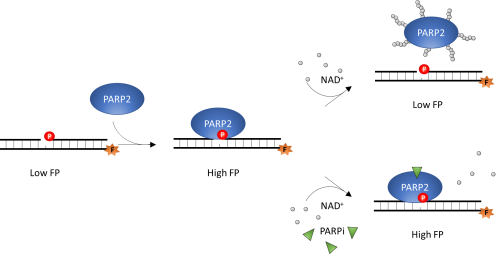PARPtrap™ Assay Kit for PARP2