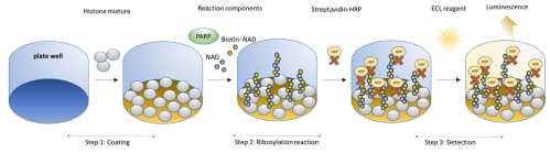 PARP3 Chemiluminescent Assay Kit